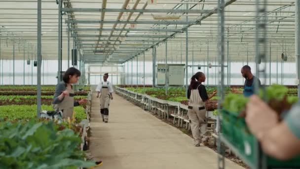 Farm Worker Pushing Rack Different Types Lettuce While Diverse Group — Vídeo de Stock