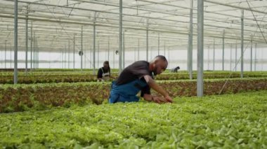 African american man doinig quality control for green salad plants in greenhouse inspecting seedlings. Diverse farm workers in hydroponic enviroment doing pest control in bio farm with organic crops.