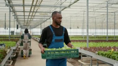 Farm worker walking while holding crate with fresh lettuce while farm workers prepare delivery for online orders to local stores. Organic food grower with batch of bio salad grown in greenhouse.