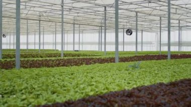 Biyolojik sebzelerin organik çiftlikte hasata ve teslime hazır böcek ilaçları olmadan yetiştirilmesine odaklanın. Tamamen büyümüş salatanın boş serada hidrofonik çevreyle yakınlaşması..