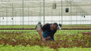 Afrika kökenli Amerikalı marul toplayıcısı, hasat öncesi hasat ve zararları kontrol etmek için serada tarama yapıyor. Hidrofonik çevrede kalite kontrolü yapan çeşitli tarım işçileri.