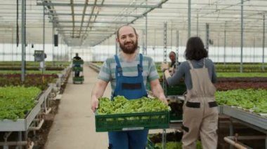 Portrait of smiling caucasian man in greenhouse walking while holding crate with fresh lettuce grown without pesticides in hydroponic enviroment. Organic farm worker preparing harvest for delivery.