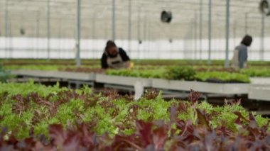 Organik çiftlikteki yeşil marul, çeşitli tarım işçileriyle birlikte tarım ilacı kullanmadan ekili sandıklara yerleştiriliyor. Serada toplanmaya hazır biyolojik sebzelere odaklanın..