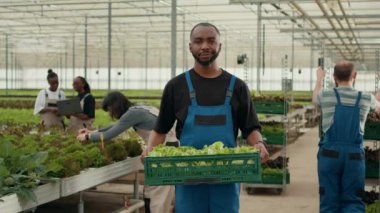 Portrait of african american man holding crate with fresh lettuce production ready for delivery to local business. Organic food grower farmer holding batch of bio vegetables grown in greenhouse.