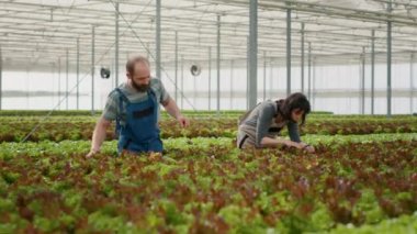 Caucasian organic farmers looking at bio crops ready for harvest doing quality control checking leaves for pests in greenhouse. Man and woman cultivating healthy crops without pesticides in hothouse.