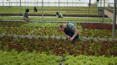 Caucasian man working in greenhouse inspecting lettuce plants checking for high quality before harvesting. Diverse farm workers in hydroponic enviroment taking care of plants for optimal growth.