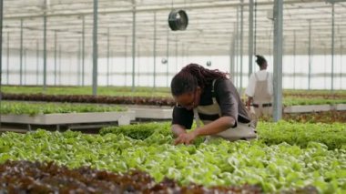 Bio crops farm worker inspecting at green lettuce leaves cultivating organic plants checking for pests in hydroponic enviroment. African american woman doing quality control looking for damage,