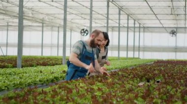Erkek ve kadın böcek ilacı kullanmadan sağlıklı ürünler yetiştiriyor serada haşerat var mı diye yaprakları kontrol ediyorlar. Kafkasyalı organik çiftçiler serada hasat için biyolojik ekinlere bakıyorlar..