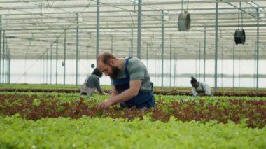 Caucasian greenhouse worker inspecting lettuce plants checking for high quality before harvesting and delivery. Diverse farm workers in hydroponic enviroment taking care of plants for optimal growth.