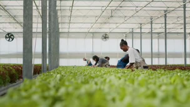 Diverse People Working Greenhouse Gathering Lettuce Doing Quality Control Inspecting — Stock Video