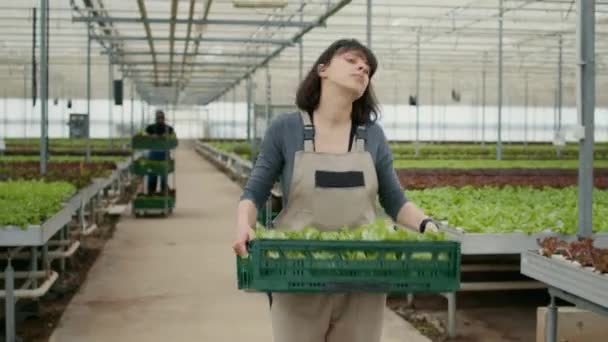 一个疲惫的女人拿着装有生菜的板条箱走来走去 准备交给当地商行的画像 白种人妇女有机食品种植者 带有在温室种植的批量蔬菜 — 图库视频影像