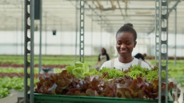 Catador Legumes Afro Americano Sorridente Empurrando Prateleira Caixas Com Alface — Vídeo de Stock