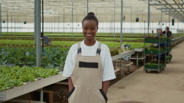 アフリカ系アメリカ人の温室効果ガス労働者が水耕栽培環境で笑顔を見せ レタスで箱を押して配達する姿を描いている 有機作物や野菜畑で幸せになる女 — ストック動画