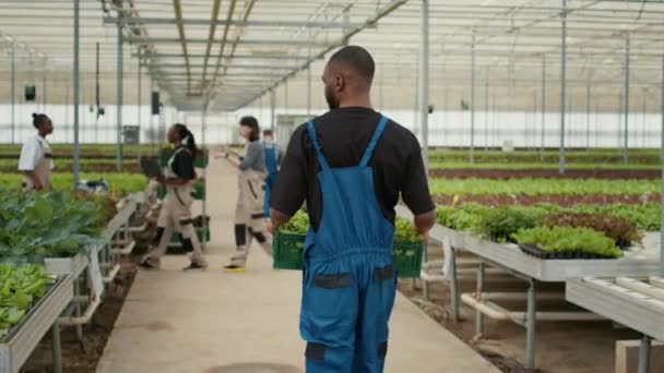 View Back African American Man Holding Crate Lettuce Walking Away — Video Stock