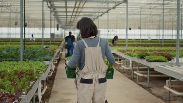 View Back Caucasian Woman Holding Crate Vegetables Walking Away Organic — Vídeo de Stock
