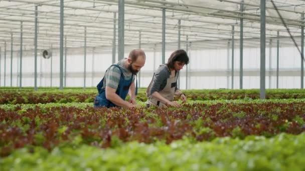 在收集有机生物蔬菜的水栽环境中 男人和女人工作和照料不同的莴苣作物 白种人夫妇收割前在温室检查休假 — 图库视频影像