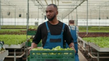 Profesyonel Afro-Amerikan çiftlik işçisinin portresi. Elinde taze marul üretimi olan bir sandık tutarken yürüyor. Serada yetişen taze salatalı organik gıda yetiştiricisi..