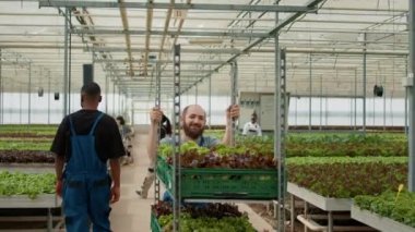 Gülümseyen Kafkas sera çalışanı iş arkadaşını selamlarken aynı zamanda içinde böcek ilacı olmayan biyo-marul dolu sandık rafları itiyor. Organik tarım toplayıcısı yerel işletmeler için sebze teslimatı hazırlıyor.