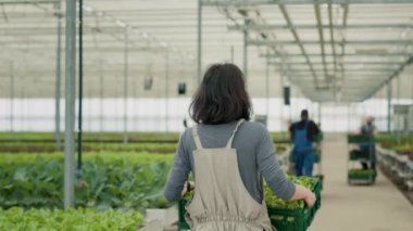 Kafkas sebze toplayıcısının arkasından organik tarlada marulla birlikte yerel pazara teslim edilen kasanın görüntüsü. Hidroponik çevredeki sera işçisi hasat edilen bitkileri taşıyor..