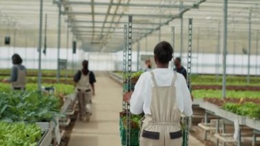 View from the back of african american worker pushing rack with different types of lettuce while greenhouse pickers greet and do hand gesture. Smiling woman preparing delivery to local supermarket.