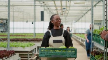 Smiling african american woman in greenhouse walking while holding crate greeting coworker pushing rack for delivery to local market. Organic farm worker carrying lettuce grown without pesticides.