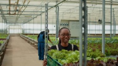 Afro-Amerikan sera işçisi, gözlükleriyle marul hasadıyla sandık rafı iterken aynı zamanda sebze sıralarını da etkiliyor. Organik çiftlikte bir kadın mikro yeşillikte doğum hazırlıyor..
