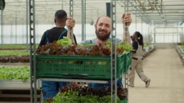 Beyaz adam serada çalışıyor ve sürdürülebilir kaynaklardan yerel olarak yetiştirilmiş organik yeşil gıdalarla sandık rafı itiyor. Gülümseyen beyaz toplayıcı yerel işletmeler için sebze teslimatı hazırlıyor..