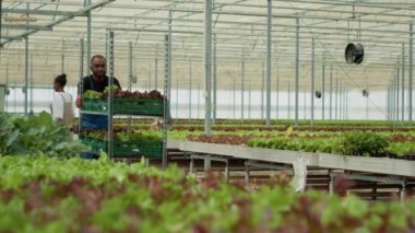 Afro-Amerikan sera işçisi yerel yetiştirilmiş organik yeşil marullarla dolu sandık raflarını dağıtımı için sürdürülebilir kaynaklardan getiriyor. Bitkin biyo-tarım toplayıcısı günlük sebze üretimini yapıyor,