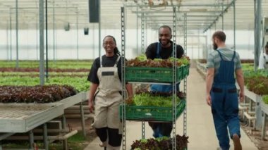 İki organik tarım Afro-Amerikan işçisi gündelik konuşma yaparken taze sebzelerle servis arabalarını itiyorlar. Sera toplayıcıları hidrofonik ortamda çalışırken konuşuyor.