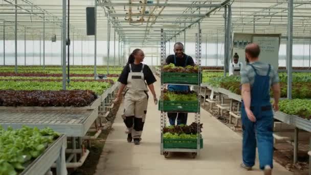 两名温室效应的非洲裔美国工人一边开车运送新鲜收获的生菜 一边随意交谈 有机耕作采集者在水栽环境中聊天 — 图库视频影像
