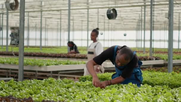 アフリカ系アメリカ人の有機野菜ピッカーは 損傷や害虫のための葉を検査温室内の緑の植物のための品質管理を行っています 水文環境で最高の作物を探している農業労働者のバイオ — ストック動画