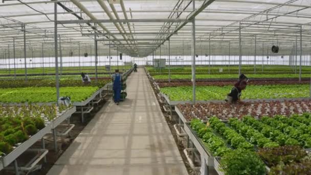 Two Diverse Greenhouse Workers Pushing Racks Crates Organic Fresh Vegetables — 图库视频影像