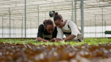 Two african american women looking at lettuce leaves before harvesting doing quality control looking for damaged plants. Bio vegetables pickers cultivating organic crops checking for pests or damage.