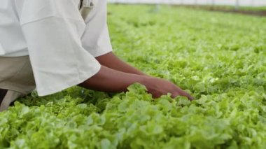 Kadın sera çiftçisinin hidroponik çevredeki hasarlı bitkileri kontrol etmesi üzerine seçici bir odak noktası. Organik marul yetiştiren Afro-Amerikan çiftlik işçilerinin yakın çekimi..