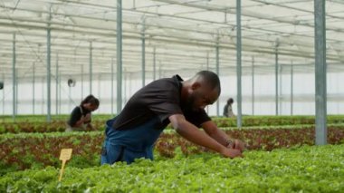 African american man doing quality control for vegetables crops grown with no pesticicides in greenhouse before harvesting. Diverse farm workers in hydroponic enviroment looking for unhealthy plants.