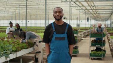 Modern serada organik sebzelerle çapraz pozlar veren Afro-Amerikan çiftçi portresi. Marul tarlasında gülen bir işçi. Toplayıcılar mahsul toplarken..