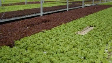 Nobody in hydroponic organic farm with bio fresh lettuce being cultivated for delivery to local restaurants and vegetable market. Empty greenhouse with fully grown different plants types.