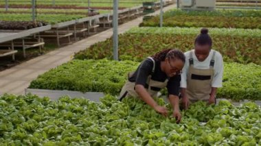 İki Afro-Amerikan kadını serada zararlı hayvan arayan yeşil marul için kalite kontrol yaparken konuşuyor. Hidroponik çevrede salata ve sebze yetiştiren tarım işçileri..