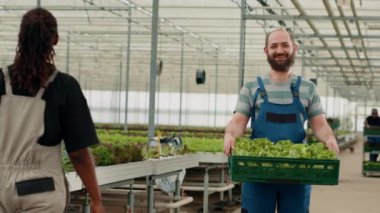 Portrait of caucasian man in greenhouse smiling while holding crate with organic vegetagles grown with no pesticides in hydroponic enviroment. Farm worker showing fresh batch of hand picked lettuce.