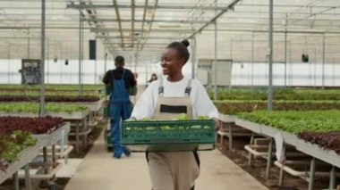 Serada yürüyen mutlu bir organik tarım işçisinin portresi ve elinde marulla iş arkadaşlarını karşılamak. Afro-Amerikalı kadın taze sebzeler taşıyor böcek ilacı olmadan yetiştirilmiş..