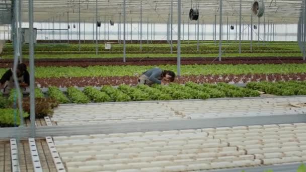 Two Diverse Greenhouse Workers Standing Rows Lettuce Crops Inspecting Plants — Stock Video