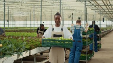 Serada elinde taze toplanmış marulla serada gülümseyen kadının portresi. Afrikalı Amerikalı organik tarım işçisi günlük hidrofonik çevrede üretim gösteriyor.