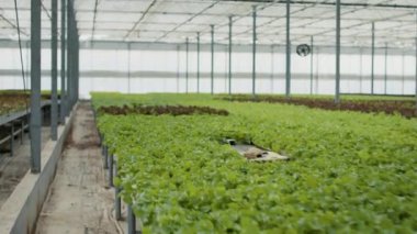 Tamamen yetişmiş farklı türde marullar boş serada hasat için hazır ve hidrofonik çevresi var. Hiç kimse organik sebze tarlasında tarım ilaçları olmadan biyo-gıda yetiştirilmiyor..