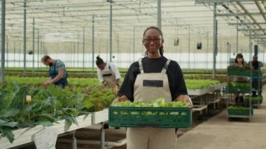 Portrait of african american worker in greenhouse holding crate with green lettuce while diverse farmers gather bio vegetables. Woman working in organic farm posing proud with daily harvest.