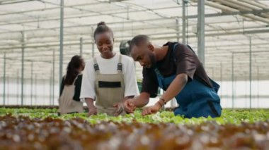 İki Afro-Amerikan sera toplayıcısı biyo-marul topluyor ve hidroponik ortamda mahsul kalitesinden bahsediyorlar. Tarım sektöründe çalışan erkek ve kadın organik sebze hasat ediyorlar..
