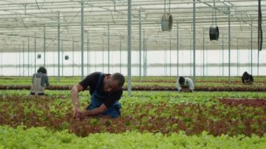 Afrika kökenli organik çiftçi farklı türde marul yetiştiriyor. Bitkiler hasat etmeden önce kalite kontrolü yapıyorlar. Hidrofonik çevrede çeşitli işçiler sebze hasadı topluyor..