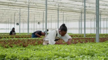 African american woman working in hothouse doing inspection looking for unhealthy seedlings before harvesting crops. Organic farm worker in greenhouse taking care of lettuce plants for best quality.