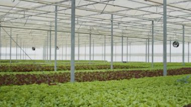 Empty hydroponic enviroment with organic food being grown with no pesticides for delivery to vegan restaurants or local market. No people in greenhouse with hydroponic system growing bio lettuce.