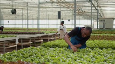 Afro-amerikan marul toplayıcısı yeşil bitkiler için kalite kontrol yapıyor serada fideleri denetliyor. Hidrofonik çevrede tarım işçisi organik ürünlerle biyolojik çiftlikte hasar kontrolü yapıyor..