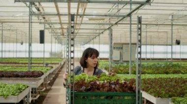 Yorgun sera işçisi yerel gıda pazarına taze organik marul götürmek için sandık rafı itiyor. Kadın tarım işçisi taşınıyor. Hidroponik ortamda böcek ilacı olmadan büyüyen yavrular yetiştiriliyor..